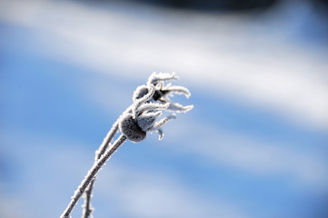 close up on frost on withered rosehip in winter morning