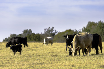Beef cow herd in dormant pasture © jackienix
