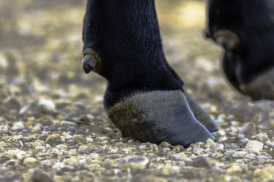Close up of an Angus hoof