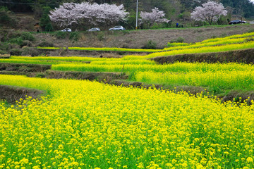 남해 다랭이논의 유채꽃