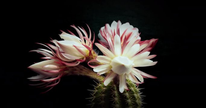 Spectacular Blooming Cactus Flower on black background. This beautiful wild cactus blooms once a year for 24 hours.