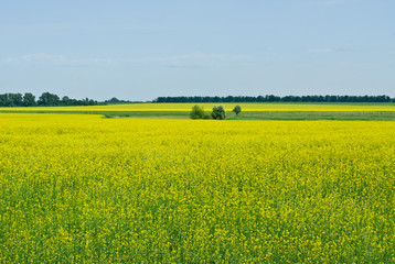 Rape field and blue sky background