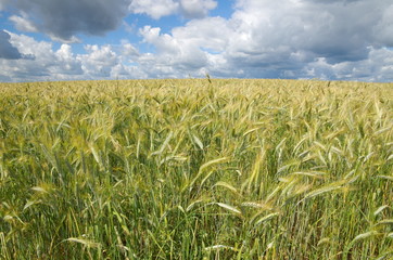 Ears of rye against the background of the cloudy sky
