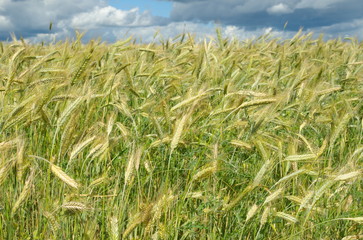 Ears of rye against the background of the cloudy sky