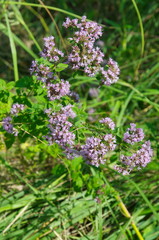 Oregano (lat. Origanum vulgare)
