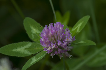 Lilac flower