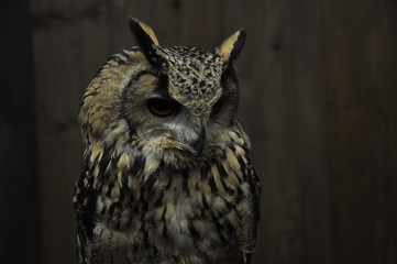 フクロウ　コノハズク　梟