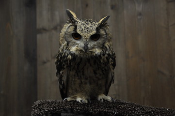 フクロウ　コノハズク　梟