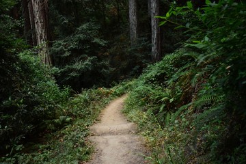 Obraz premium Hidden Redwood Canyon