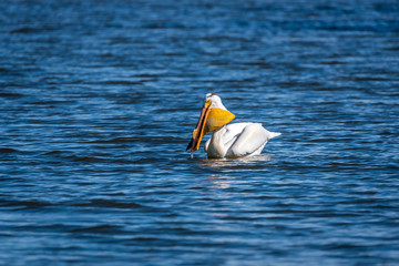 An American White Pelican Catches struggles to swallow a large f