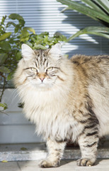 Naklejka na ściany i meble long haired cat of siberian breed in the garden, brown tabby