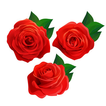 Vector red roses with leaves set isolated on white background