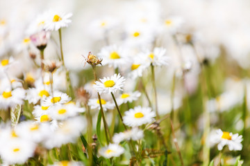 Fototapeta premium daisy field