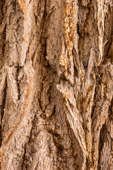 Tree Bark Abstract 