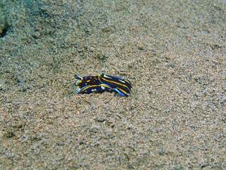 True sea slug