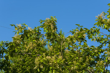 blossoming of an apple-tree