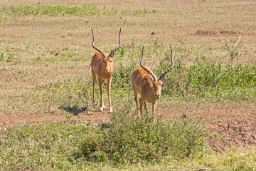 Two Impalas (Aepyceros melampus) full face stand on savanna meadow. Lake Manyara National Park, Tanzania, Africa.
