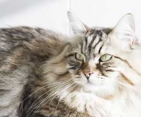 long haired cat of siberian breed in the garden, brown tabby