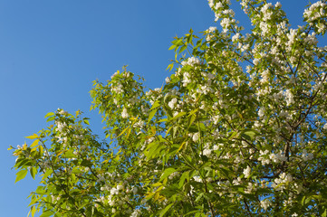 Against the background of the sky