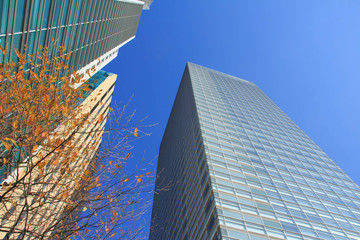 Obraz na płótnie Canvas Skyscraper and autumn tree