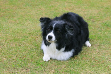 ボーダーコリー