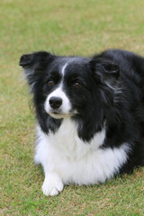 ボーダーコリー