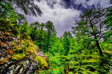Fototapeta premium Forested mountain slope in low lying cloud with the evergreen conifers shrouded in mist in a scenic landscape view