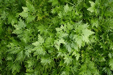 Selaginella involvens fern in nature garden