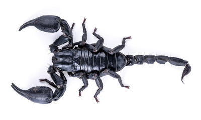 Scorpion isolated on white