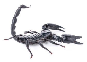 Scorpion isolated on white