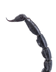 sting of black scorpion species palamnaeus fulvipes from Malaysi