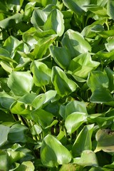 Obraz premium fresh green water hyacinth leaves in nature garden