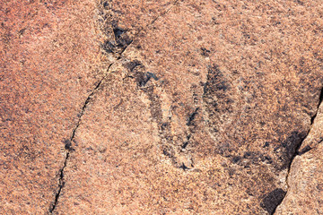 Ancient petroglyphs (rock engravings of 4th-2nd millennia BC) that depict duck carved on granite Onega Lake shore. Besov Nos cape, Karelia Republic, Russia.

