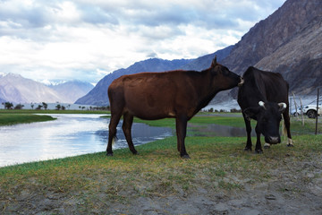 Fototapeta na wymiar Cows with natural landscape in Nubra valley