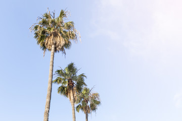 coconut plam trees with blue sky