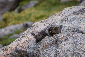 Yellow Bellied Marmots sun themselves at Summit Lake on Mount Ev