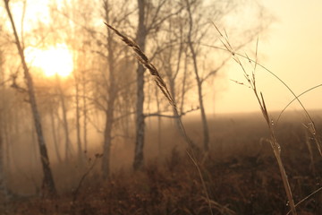 Autumn forest at dawn