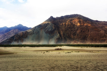 Hunder Sand Dunes of Nubra Valley.