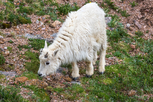 A young Mountain Goat kid feeds on the summer tundra near Summit