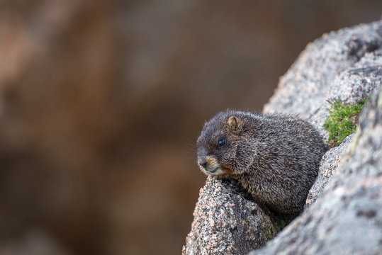 Yellow Bellied Marmot suns itself on a granite outcropping at Su