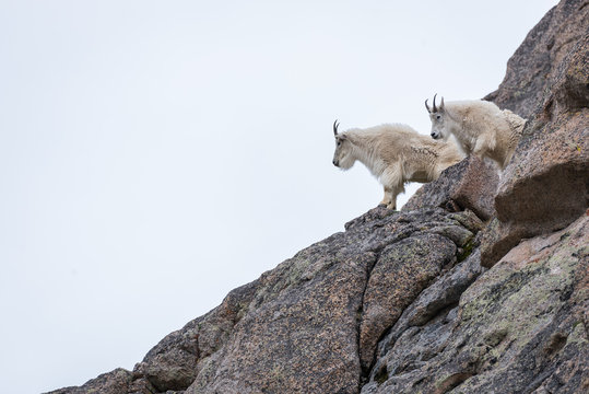 Mountain Goats survey the terrain high above Summit Lake on Moun
