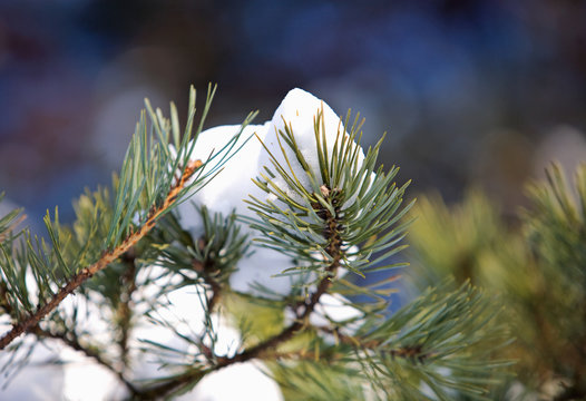 Fototapeta snowy pine branch