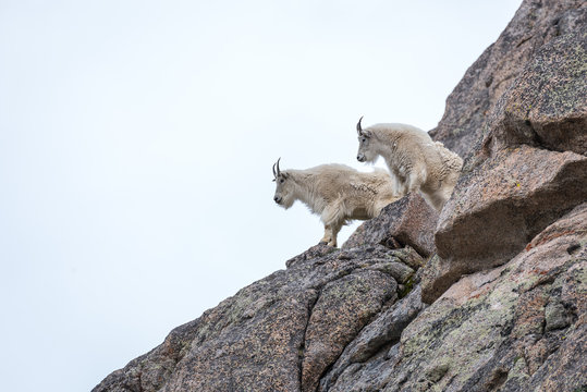Mountain Goats on the Ledges near Summit Lake on Mount Evans