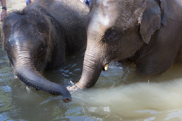 young asian elephant bathing in stream creek