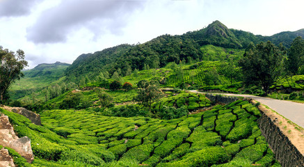 Panoramic view in Munnar in western Ghats, Kerala, Idukki district, India