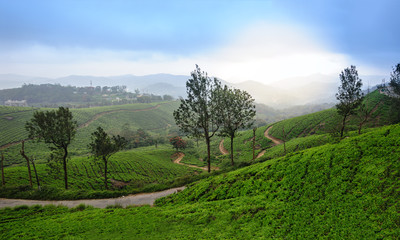 Panoramic view in Munnar in western Ghats, Kerala, Idukki district, India
