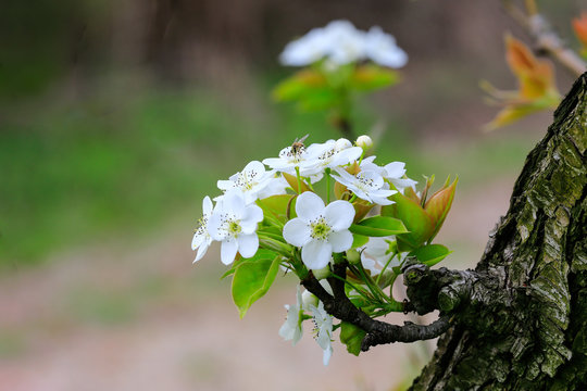 배꽃 이미지 – 찾아보기 683 스톡 사진, 벡터 및 비디오 | Adobe Stock