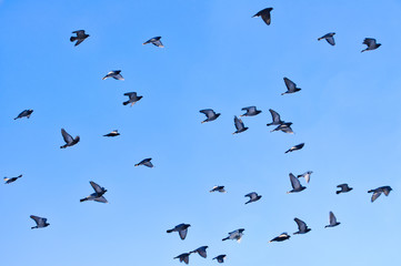 Pigeons flock