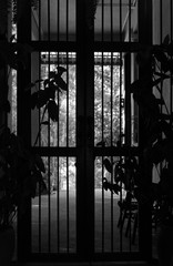 wood door with garden view, black and white