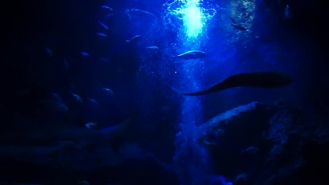 すみだ水族館